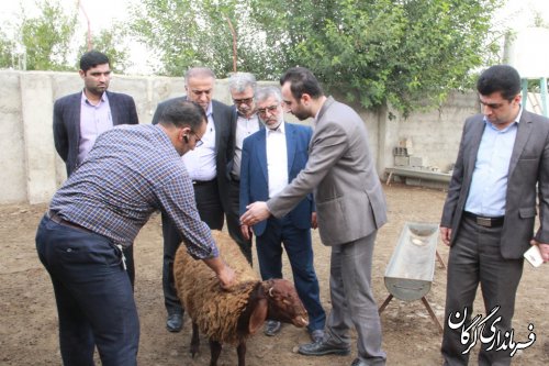 بازدید سرپرست فرمانداری شهرستان گرگان از شرکت تعاونی گوسفندداران شهرستان
