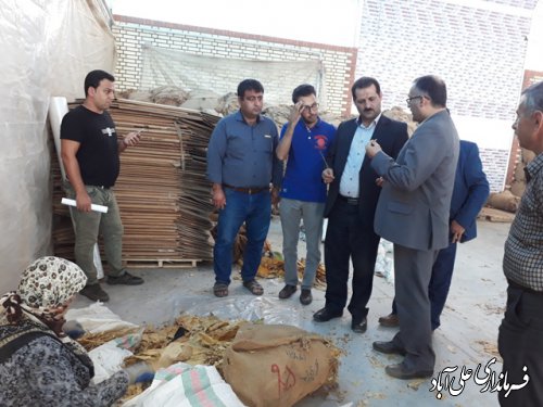 بازدید فرماندارعلی آباد کتول از محل خرید توتون
