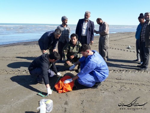 نجات فوک خزری از تور صیادان گلستانی