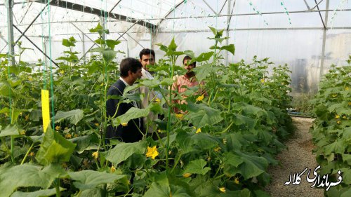 بازدید فرماندار کلاله از گلخانه دریافت کننده تسهیلات روستایی 