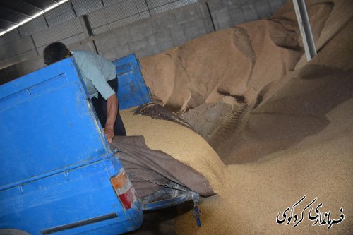 با میانگین برداشت ۳۷۰۰ کیلو در هکتار تاکنون ۸ هزارتن گندم از دهقانان خریداری شده است‌