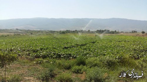 دو طرح آبیاری تحت فشار با اعتباری بالغ بر 176 میلیون تومان در کلاله به بهره برداری رسید