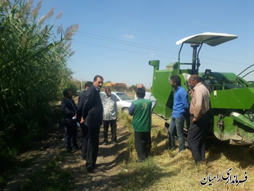 بازدید فرماندار رامیان از مزرعه کشت خشکه کاری برنج در بخش فندرسک شهرستان رامیان