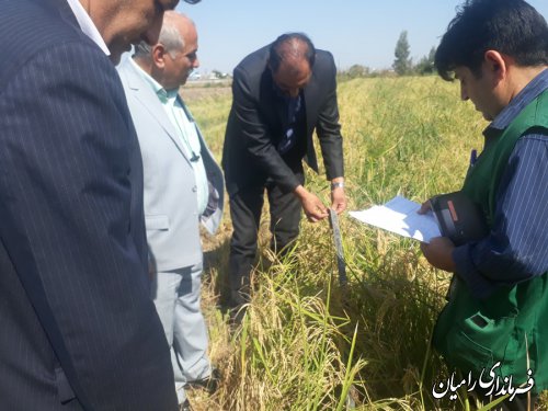بازدید فرماندار رامیان از مزرعه کشت خشکه کاری برنج در بخش فندرسک شهرستان رامیان