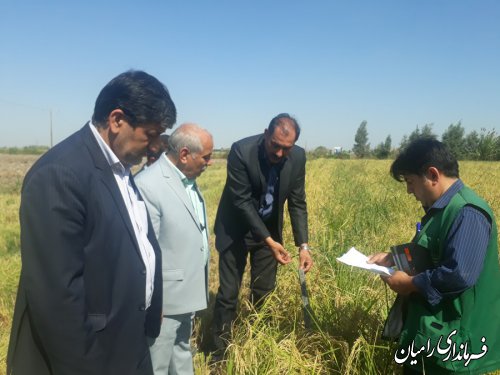 بازدید فرماندار رامیان از مزرعه کشت خشکه کاری برنج در بخش فندرسک شهرستان رامیان
