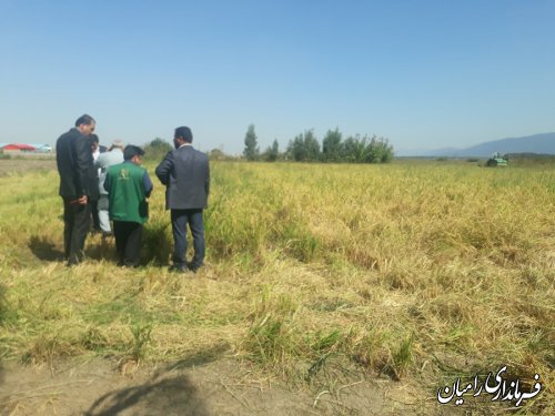 بازدید فرماندار رامیان از مزرعه کشت خشکه کاری برنج در بخش فندرسک شهرستان رامیان