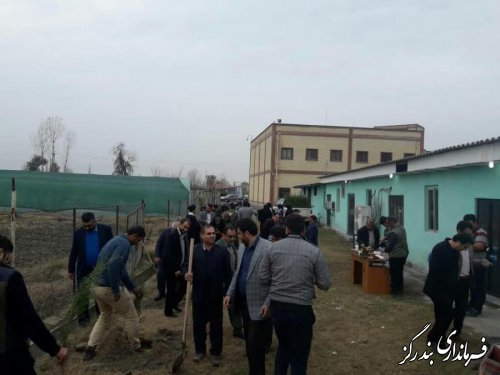 نهضت درختکاری در بندرگز آغاز شد