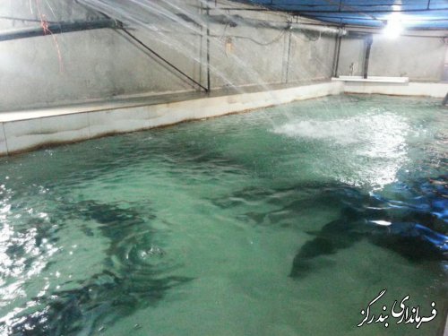 بازدید فرماندار از طرح پرورش خانگی ماهیان خاویاری در بندرگز