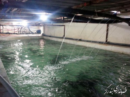 بازدید فرماندار از طرح پرورش خانگی ماهیان خاویاری در بندرگز
