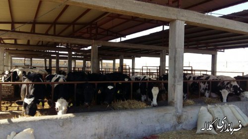 گاوداری ۵۰ راسی در روستای صوفی شیخ انصاری کلاله به بهره برداری رسید