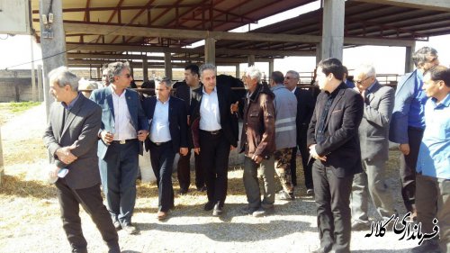 گاوداری ۵۰ راسی در روستای صوفی شیخ انصاری کلاله به بهره برداری رسید