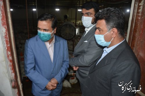 بازدید سر زده از چند مرغداری در گرگان