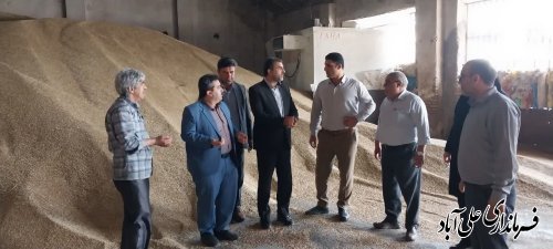 بازدید فرماندار علی آبادکتول از مراکز خرید کلزا و جو در شهرستان 