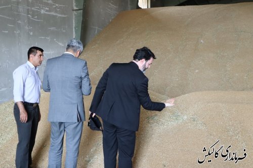 تحویل ۲۸ هزار تن گندم به مراکز دولتی خرید گندم در شهرستان گالیکش