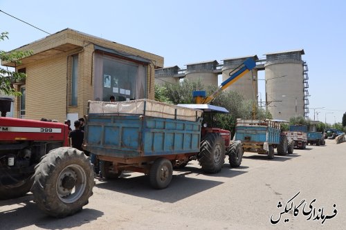 تحویل ۲۸ هزار تن گندم به مراکز دولتی خرید گندم در شهرستان گالیکش