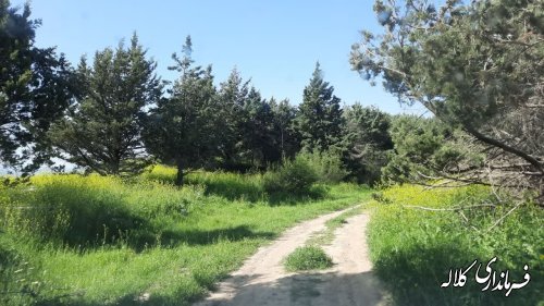 آغاز آمارگیری بهاره قرقاول در حوزه سرزمینی کلاله