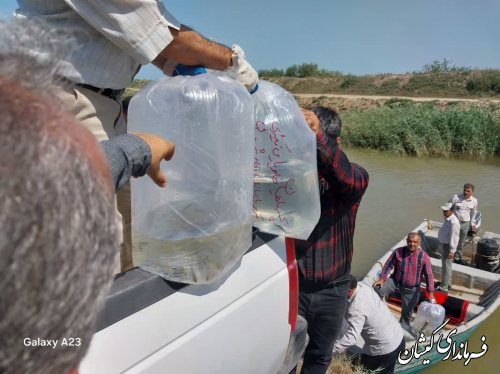 رها سازی بچه ماهیان استخوانی و خاویاری در رودخانه گرگانرود شهرستان گمیشان