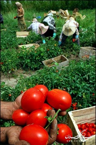 ظرفیت کشاورزی استان گلستان