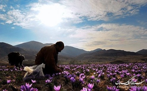 ظرفیت کشاورزی استان گلستان