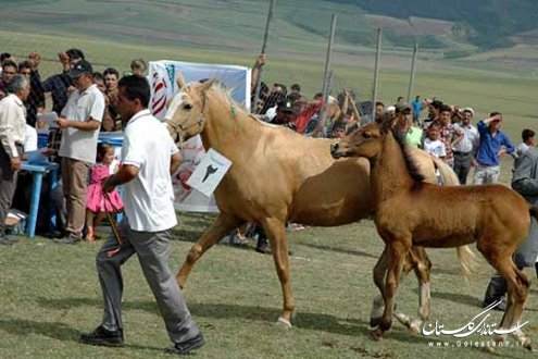جشنواره اسب اصیل ترکمن در روستای صوفیان کلاله برگزار شد