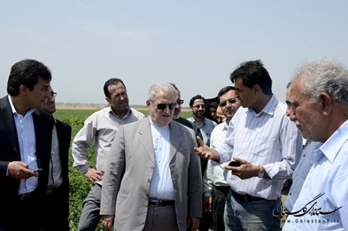 بازدید استاندار گلستان  از مزرعه نمونه الزهرا در خان ببین / تصاویر