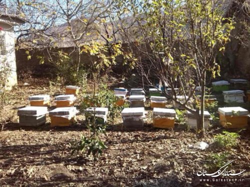 آزمون عملی زنبورداری در محمدآباد کتول برگزار شد