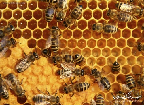 تشکیل تعاونیهای زنبورداری در شهرهای استان گلستان