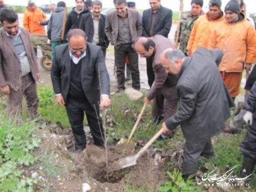 کاشت 100 اصله نهال درخت در ورودی شهر توسط شهرداری