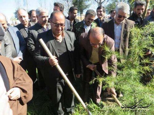 کاشت 100 اصله نهال درخت در ورودی شهر توسط شهرداری