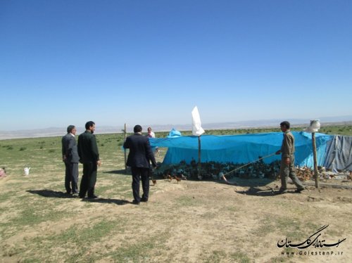 بازدید فرماندار مراوه تپه از اجرای طرح مبارزه با ملخ مراکشی