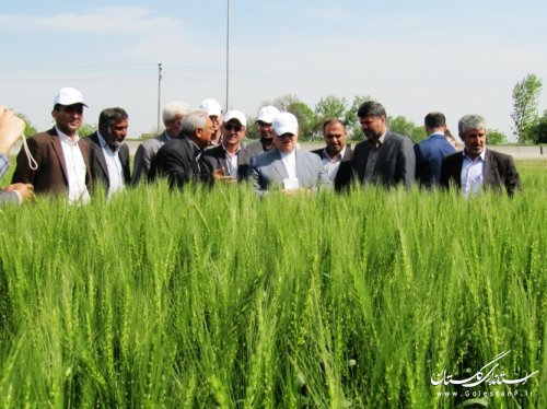 بازدید استاندار از طرح کشاورزی "انتخاب مشارکتی ارقام گندم آبی استان" در کردکوی