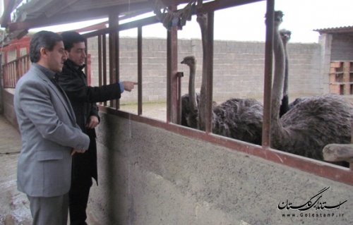 بازدید از طرح پشتیبان پرورش شترمرغ در روستاهای شهرستان آق قلا
