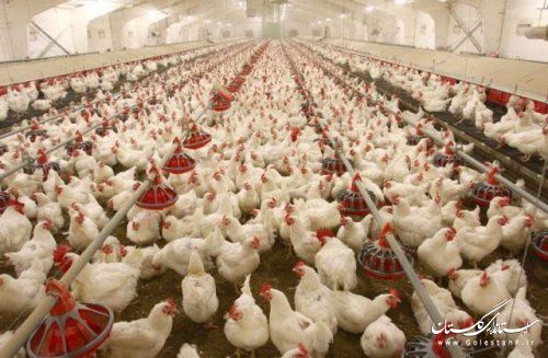کاهش 8 درصدی تولید گوشت مرغ در 9 ماهه سالجاری نسبت به مدت مشابه در سال گذشته