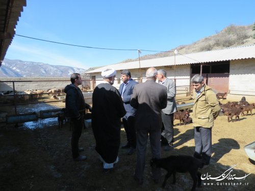 اجرای طرح آمیخته گری (اصلاح نژاد) گوسفند در شهرستان رامیان