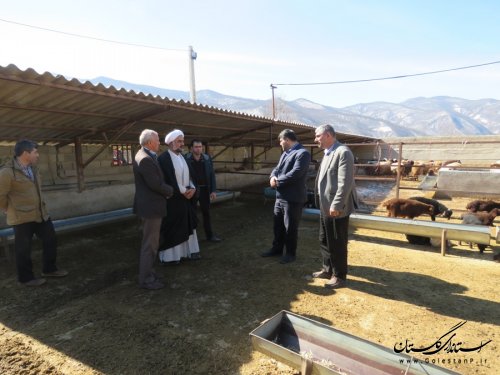 اجرای طرح آمیخته گری (اصلاح نژاد) گوسفند در شهرستان رامیان