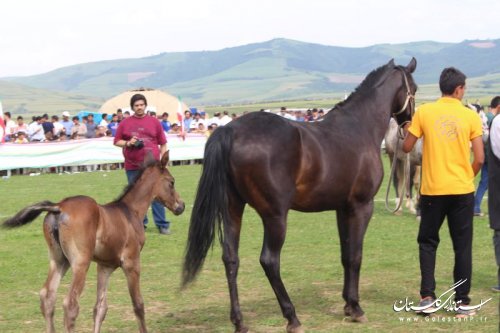 یازدهمین جشنواره ملی اسب اصیل ترکمن در کلاله برگزار شد