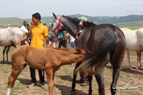 یازدهمین جشنواره ملی اسب اصیل ترکمن در کلاله برگزار شد