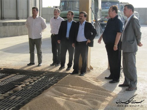 تحویل 165 هزار تن گندم به مراکز خرید در شهرستان گنبد کاووس