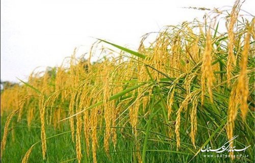 آغاز برداشت برنج در شهرستان آزادشهر