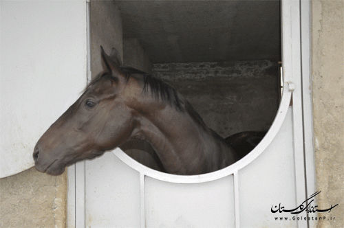 مزرعه 50 رأسی پرورش اسب در گنبدکاووس راه اندازی شد