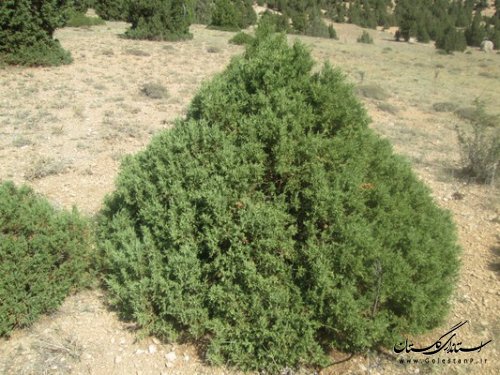ثبت ملی رویشگاه درختان ارس دره حاجی آباد شهرستان کردکوی در فهرست میراث طبیعی