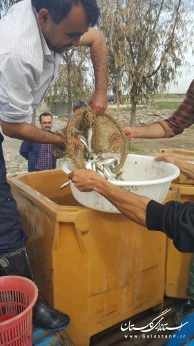رها سازی 1000 قطعه بچه ماهی به رودخانه قره سو با حضور فرماندار ترکمن