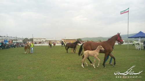 دوازدهمین جشنواره ملی زیبایی اسب اصیل ترکمن در کلاله برگزار شد