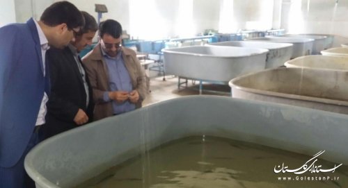 گسترش پرورش ماهیان خاویاری درسطح استان در قالب طرحهای زودبازده 
