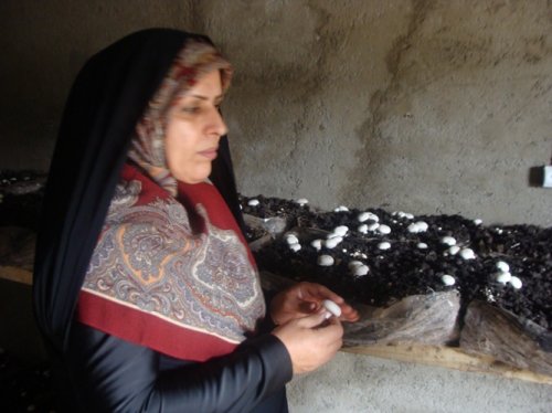 بازدید مدیرکل بانوان گلستان از صندوق خرد زنان عشایری روستای قره ماخر