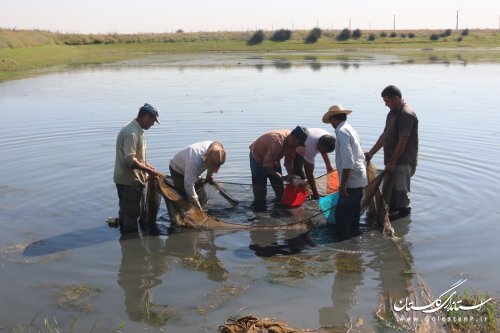 آغاز رهاسازی بیش از 60 میلیون قطعه بچه ماهی استخوانی و خاویاری در آبهای استان