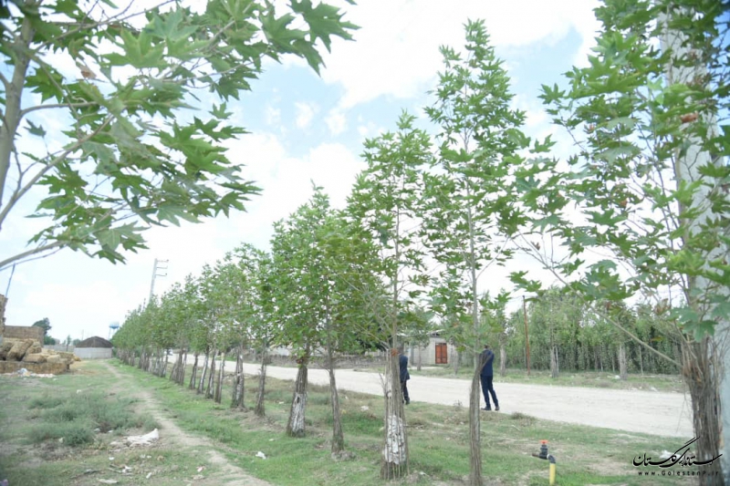 بازدید استاندار گلستان از طرح درختکاری توسط خیّر درختکار در روستای قورچای