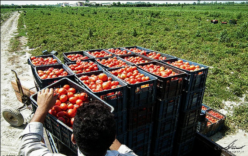 بیش از ۱۶ هزار تن گوجه فرنگی در طرح خرید حمایتی از کشاورزان خریداری شد 
