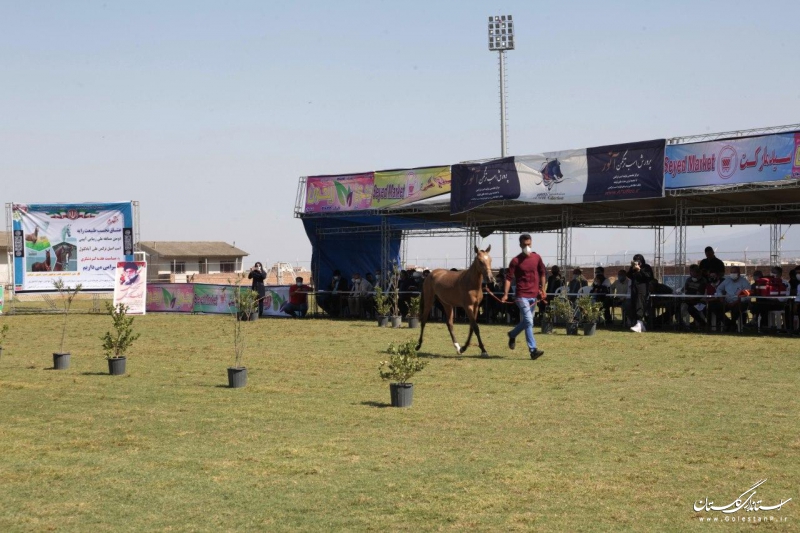 برگزاری دومین مسابقه زیبایی اسب اصیل ترکمن در علی‌آبادکتول