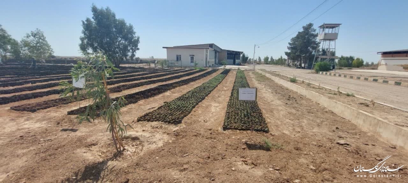 بازدید مدیرکل منابع طبیعی و آبخیزداری استان از روند تولید نهال در نهالستان های گلستان